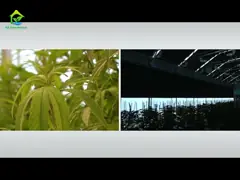 Устойчивый к ветру пластиковый пленка PE коммерческий поли-тунельный теплица для выращивания фруктов video