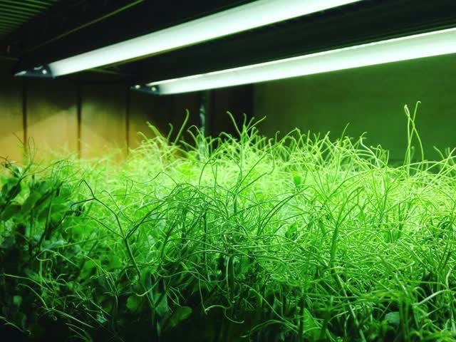 A lâmpada crescente da tira um espectro completo de 12 watts conduzido cresce a luz 12 polegadas para Herb Planting médico interno
