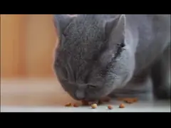 Автоматическая плавая машина производственной линии лепешки питания рыб video