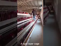 10000 Слоев Новый Дизайн Слой Куриная Клетка Аккумуляторная Клетка Яйца video