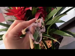 Объектив смолы женщин рамки Eyeglasses оптически стекел рамки ацетата Eyewear небольшой video