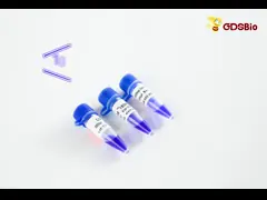 China 10X TBE Tris-Borate-EDTA DNA Electrophoresis Buffer 500ml supplier