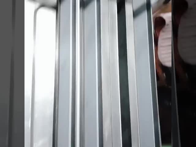 Твердое давление спекло твердый карбид вольфрама обнажает хранение среднего размера зерна легкое, супер длинный карбид прокладки 1000*70*10 видео