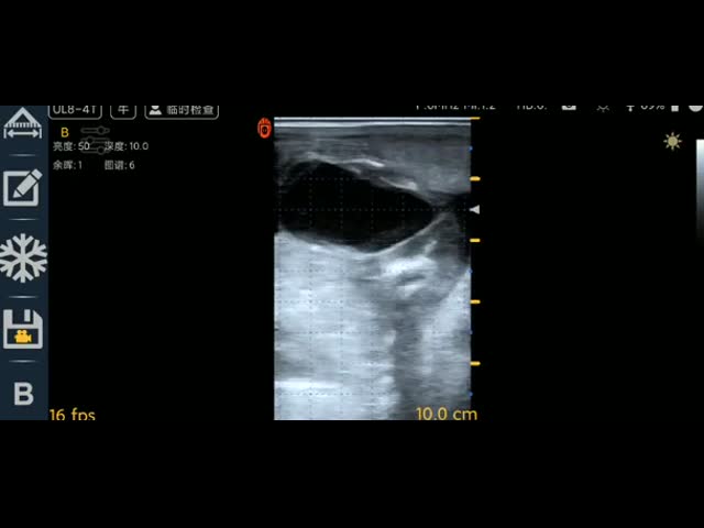 8MHz Veterinary Portable Vet Ultrasound For Equine Bovine