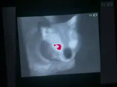 Видимости оружия SQ50 Hikmicro объема звездные термальные для охотиться оптика Sabpack video