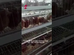 Nigeria Warehouse Premium And Deluxe Poultry Battery Cage System For Layer Chickens  Sandy