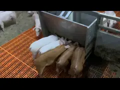 Отучать свиньи поголовья питаться фидеры борова нержавеющей стали оборудования video