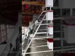 96 Birds Automatic Chicken Cage Equipment Battery Egg Layer Cage For Laying Hens In Nigeria Iris