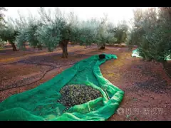 The olive net function