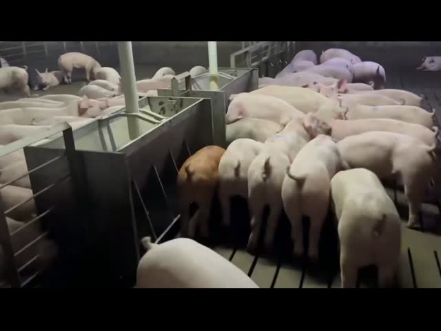 Husbandry Stainless Steel Auto Feeder For Pigs Hog Anti Rust