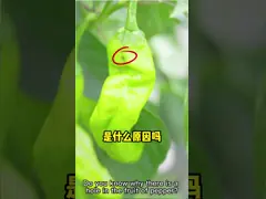 Розовый червь на хлопок пестицид натуральный хлопок органический биологический пестицид против хлопка video