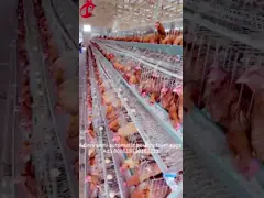 Автоматический питьевой кормильщик Куриные клетки 10000 Яичный слой Ada video
