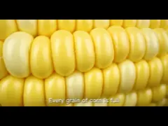 OEM законсервировал Creamed еду олова овоща момента времени сладкой мозоли халяльную естественную video