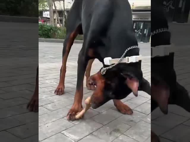 dog bones with different tastes