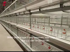 A H Type Full Automatic Brooder Chicken Cage System  Q235 Steel Rustproof Star