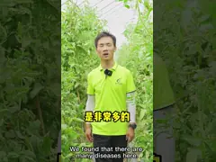 Микробный агент CY30 Bacillus Velezensis Предотвращает болезни чайных растений и полевых культур video