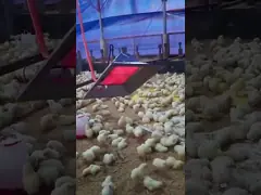 Цыпленок/птицы/поросята оборудования топления курятника обрабатывая землю брудер газа подогревателя газа ультракрасный для птицы THD2606 video