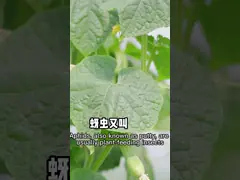 10% Nicotine Vegetable Organic Mite Spray Insecticide For Edible Plants