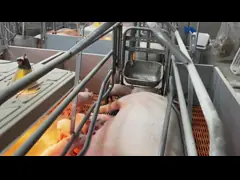 Клеть стальной свини горячего погружения гальванизированная поросясь пишет 2.4*1.8m video