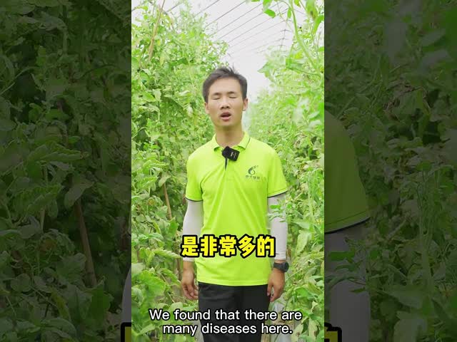 Improve Yield Quality Fungicide Prevent Chlorosis Stiff Seedlings 300 Times Irrigation Rootor Leaf Spray Cy30