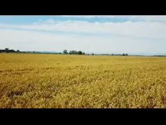 Умная машина 30ton сушильщика маиса для заводов риса филируя video