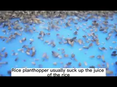 30% Thiamethoxam Kill All Aphid For Green House Agricultural Pesticide SC