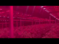 Полный спектр растет республика 1200W садоводов светов с УЛЬТРАФИОЛЕТОВЫМ и IR/Spectrum регулируемыми/Dimmable video