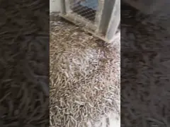 Кольцо большой емкости вертикальное умирает опилк машины лепешки биомассы обрабатывая деревянную машину лепешки с CE video