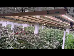 УЛЬТРАФИОЛЕТОВОЕ СИД садоводства инфракрасн растет светлый овощ СИД 780W растет света video