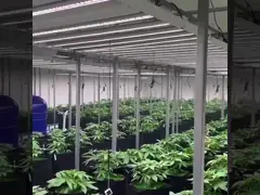 УФ-дальний красный светодиод для выращивания растений, 1200 Вт, теплица, канна, выращивание садоводства, гидропонное освещение video