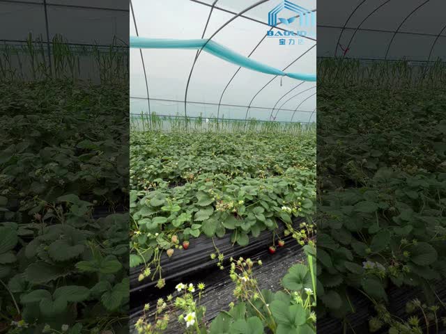Extensão única Filme PE de 150/200 mícrons Filme plástico Estufas Agricultura Vertical