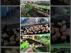 Современная яблочная авокадо восковая сортировка сортировка фрукты и овощи стиральная машина для киви video