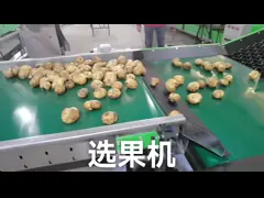 Подгонянная машина грейдера овоща плода с экраном касания цвета Сименс video