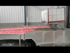 Машина для сортировки цитрусовых и помидоров и машина для мытья овощей video