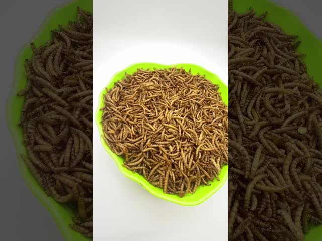 今日 冷凍 乾燥 粉虫 を 買っ て,ペット の 食事 習慣 を 改善 する