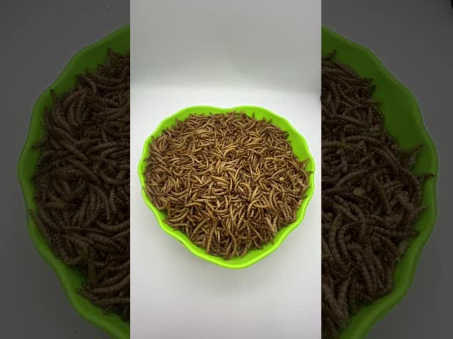 乾燥した 粉虫 自然 タンパク質 の 豊富 な 粉虫 ペット に 与える 薬