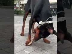 Tough Indestructible Quiet Durable Squeaky Dog Toys For Small Dogs Interactive Two Headed Bone Teeth Cleaning