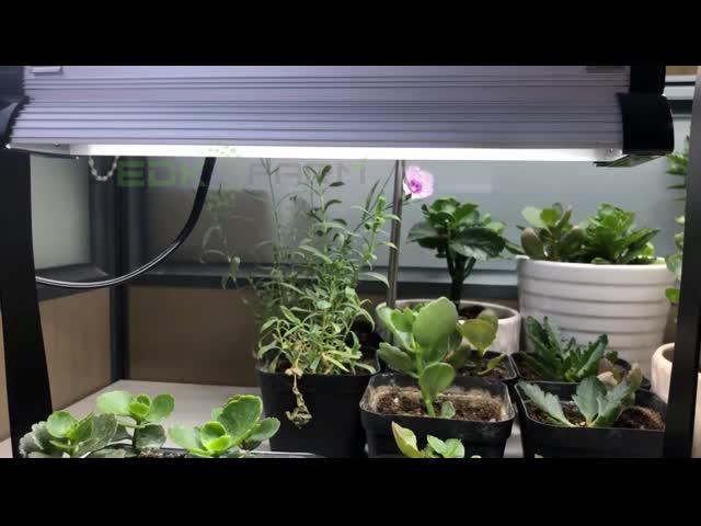 高い明るさETL 50000Hの卓上は野菜実生植物のためのライトを育てる