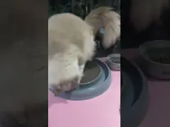 Кот шарика следа царапая круг подноса половика доски с дверной рамой 405x405x50mm шарика video