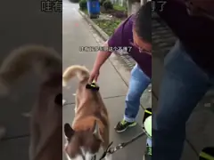 Blade Cat Detangling Pet Comb Brush With Button Automatic Hair Removal 162g