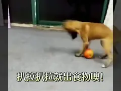 Пластиковые милые шары любимца персонализировали разум регулируемой потехи еды пропускающий влагу тренируя 12 дюйма video