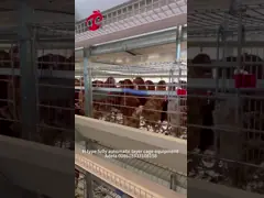 Большинств популярный тип автоматическая система h клетки сельского хозяйства птицы для большой фермы Adela video