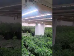 Indoor 780W Horticulture Led Grow Light Foldable