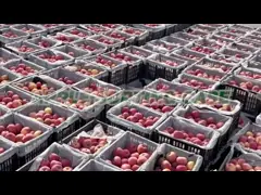 Quick Automatic 50Hz Apple Sorting Machine Convenient 1 Lane Intelligent