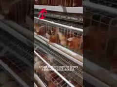 Cold Galvanized Poultry Battery Cage System 40 doors Egg Laying Chicken Cage Adela video