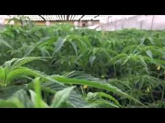 Энергоэффективный Внутренний светодиодный растение 1000 Вт для марихуаны video