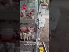 Горячая глубоко оцинкованная клетка для бройлеров 25 лет video