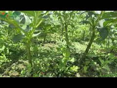 Камедь Glucomannan 100% чистая Konjac пудрит органическое волокно диеты травы video