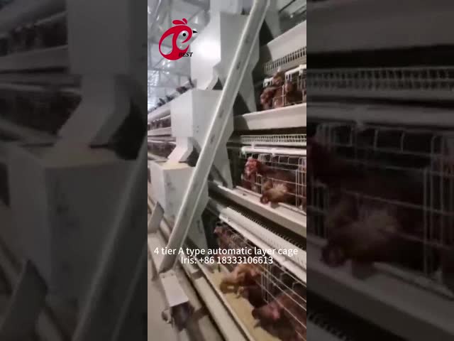 Factory Price On Professional Fully Automatic Chicken Cage Equipment For Chicken House Iris