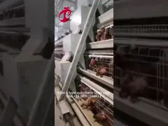 Цена по прейскуранту завода-изготовителя на профессиональном полностью автоматическом оборудовании клетки цыпленка для радужки курятника video
